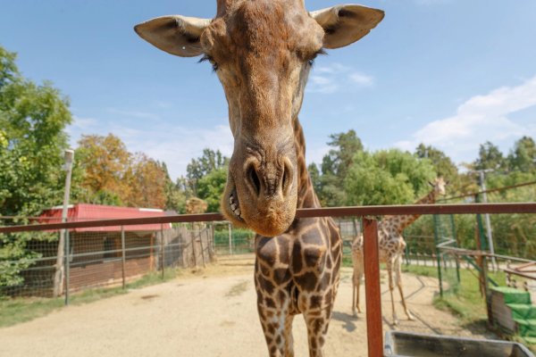 Зоопарк сафари парк Краснодар