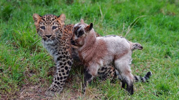 Сафари-парк Геленджик