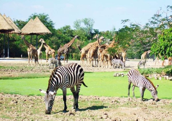 Зоопарк в Бангкоке Safari