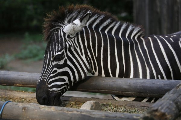 Сафари парк Краснодар