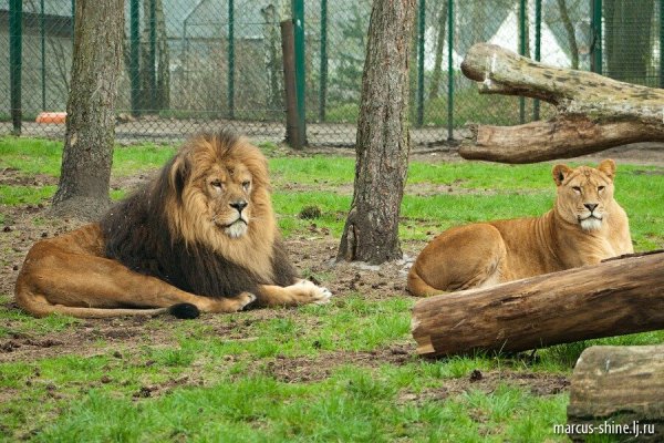 Парк Львов Тайган