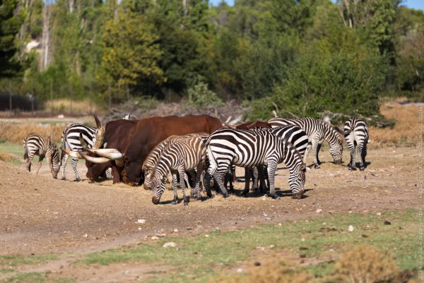 Сафари парк Леофу