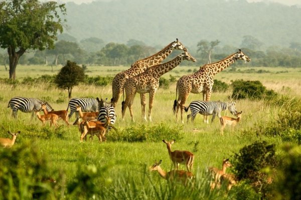 Сафари Африка Уганда