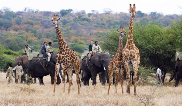 Safari Park Африка