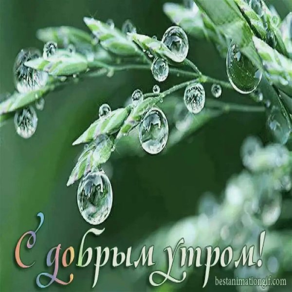 Открытки с добрым утром с росой