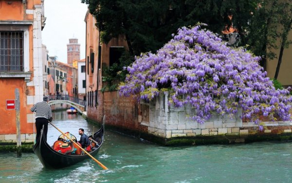 Венеция летом зелень