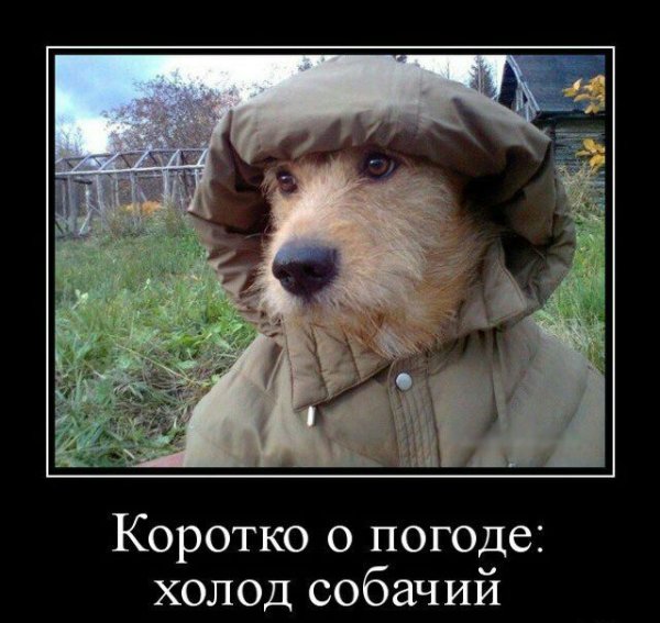 Холод собачий