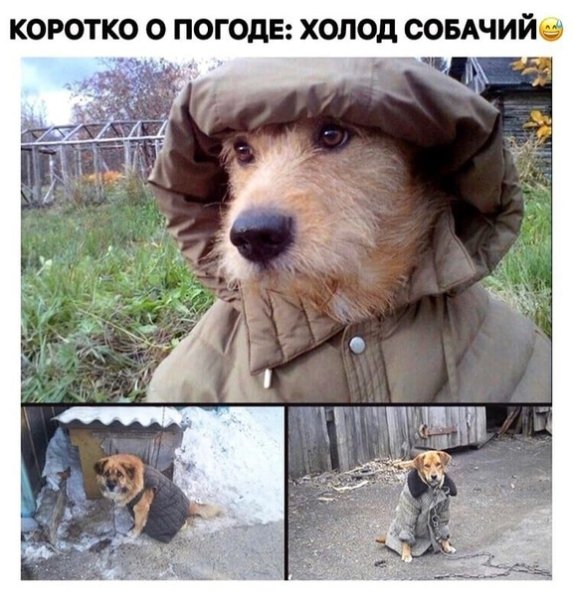 Собачий холод картинки прикольные