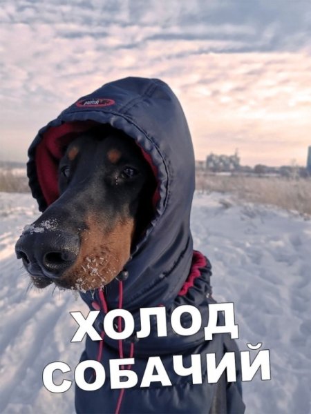 Холодина собачья приколы