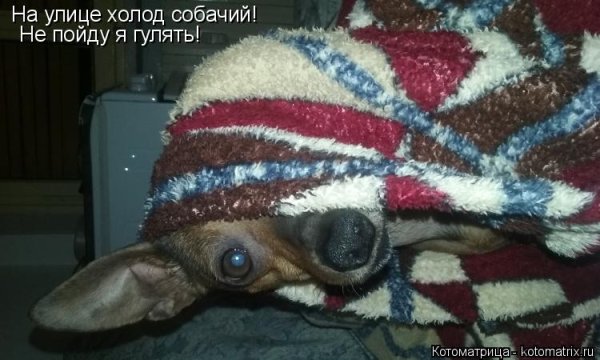 На улице собачий холод