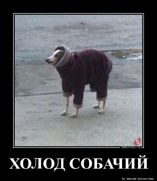 Дубачелло Мем собака