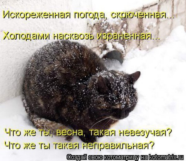 Немного о погоде холод собачий