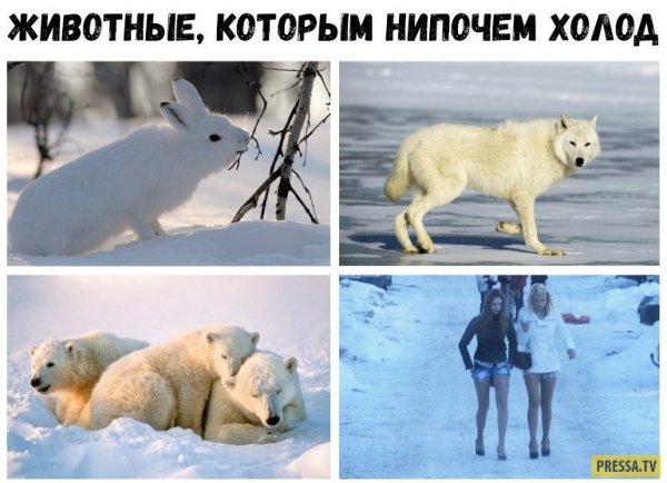 Животные которым не страшен холод