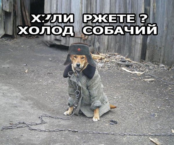 Холод собачий картинки прикольные с надписями