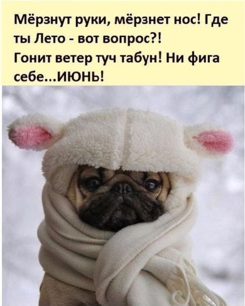 Мопсы мерзнут