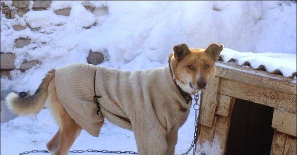 Собака в валенках