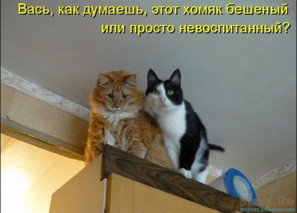 Котоматрица самое смешное