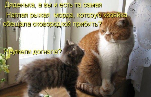 Анекдоты про кошек смешные