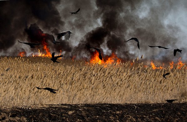 Птица и пожар