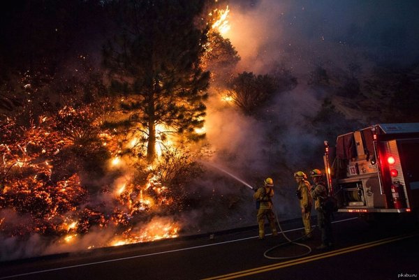 Пожарные тушат лес