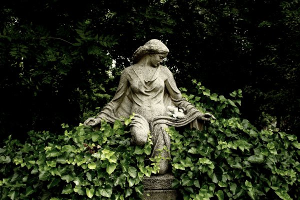 Кладбищенский плющ