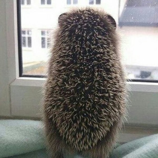 Настроение уставший Ежик