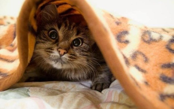 Картинки с надписями