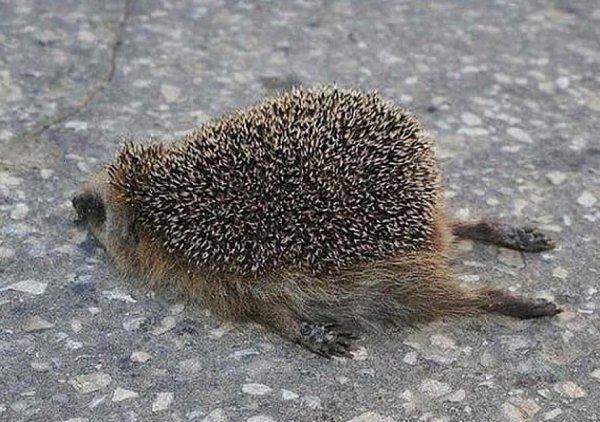 Лежать по направлению к цел