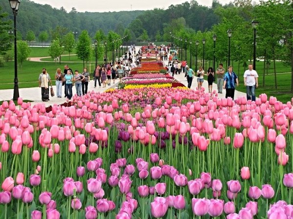 Цветники музея заповедника Царицыно
