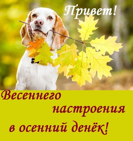 Хорошего осеннего денечка