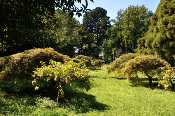 Дуб красный Батумский Ботанический сад