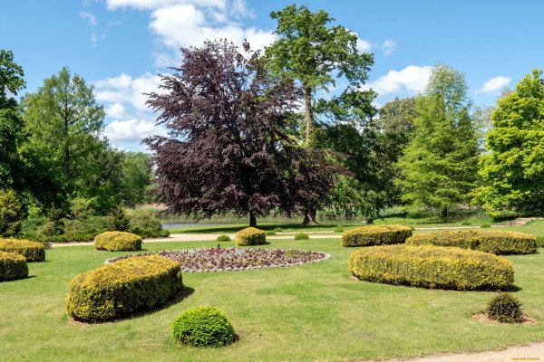 Деревья кустарники парка Стоу