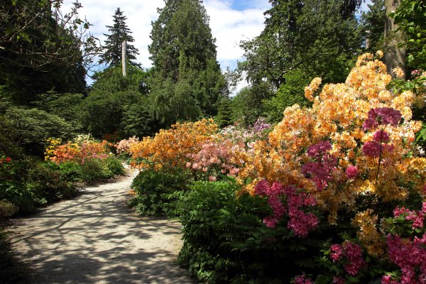 Рододендрон парк