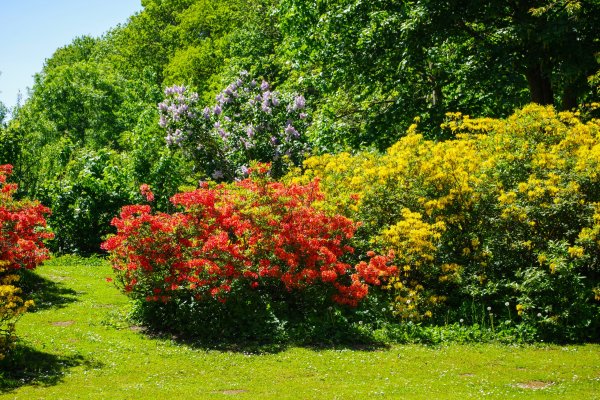 Парк Великобритания рододендроны