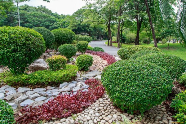 Кустарники Тайланда