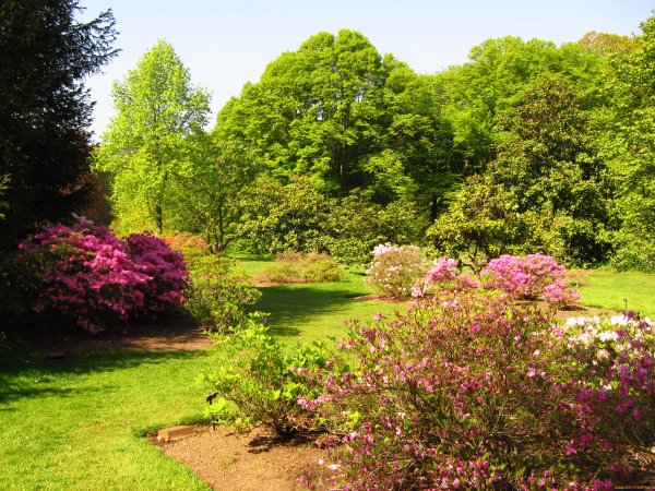 Кусты для сада