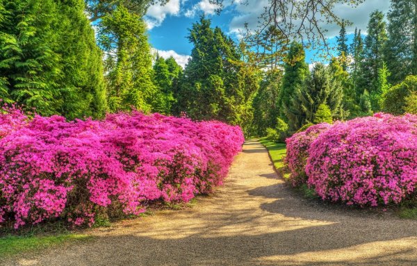 Парк Шеффилд Гарден,природа,цветы,деревья,