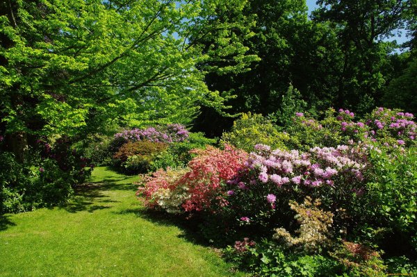 Парк Бельвиль кустарники