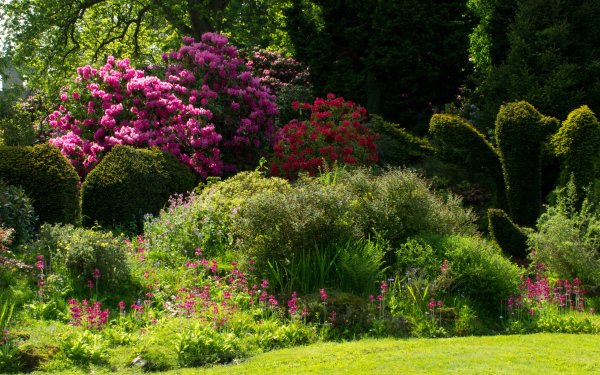 Кусты для сада