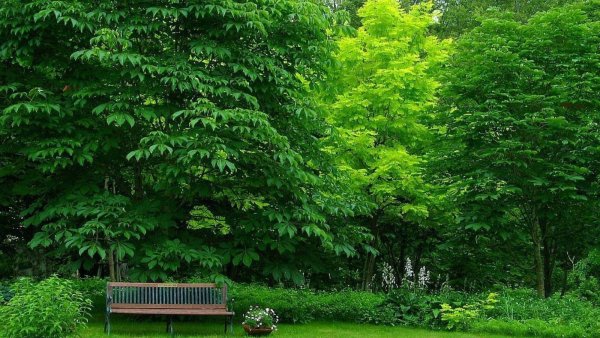 Дерево зеленое