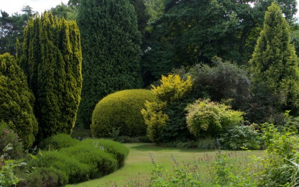Листопадный куст в хвойный сад
