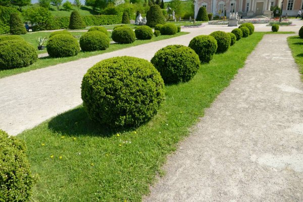 Туя Даника в ландшафтном