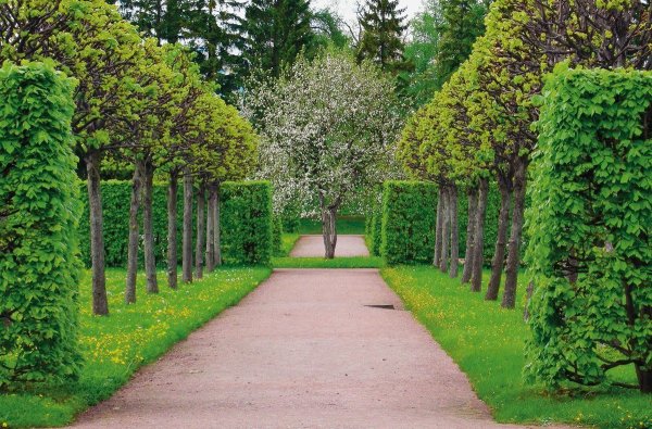 Живая изгородь Лиственная