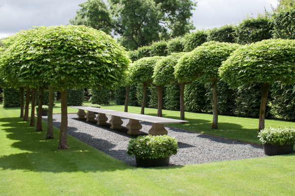 Липа Топиар