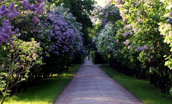 Сиреневая аллея "сирень Победы",