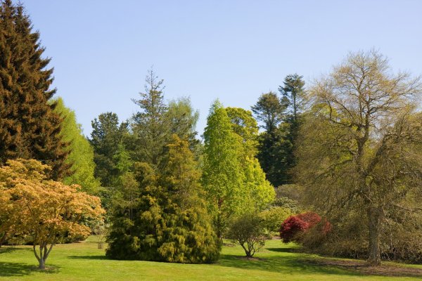 Древесно-кустарниковая аллея