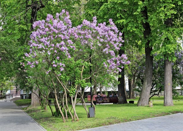 Сирень венгерская дерево