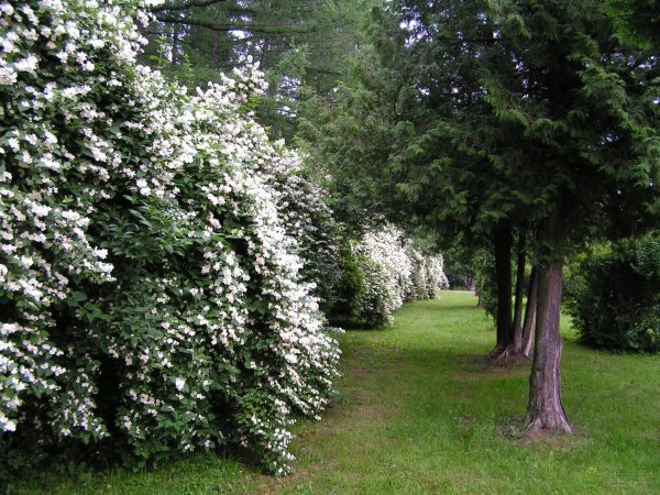 Чубушник венечный Живая изгородь