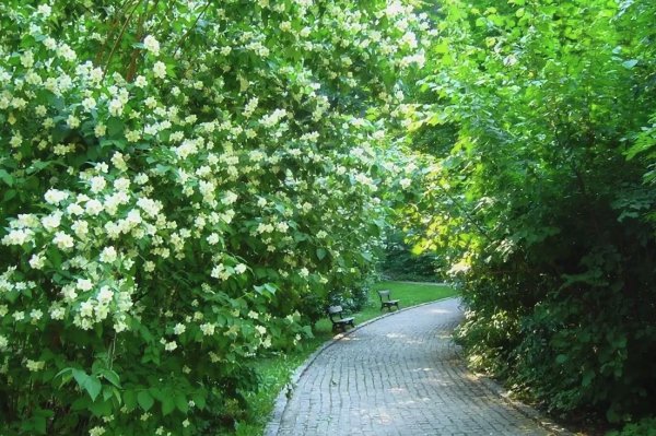 Сирень и чубушник в ландшафтном