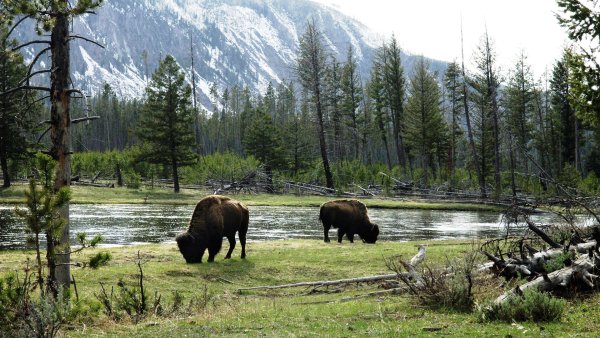 Национальный парк Вуд Баффало животный мир